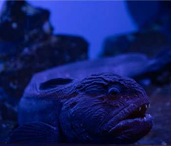 Wolffish reporting in Hokkaido