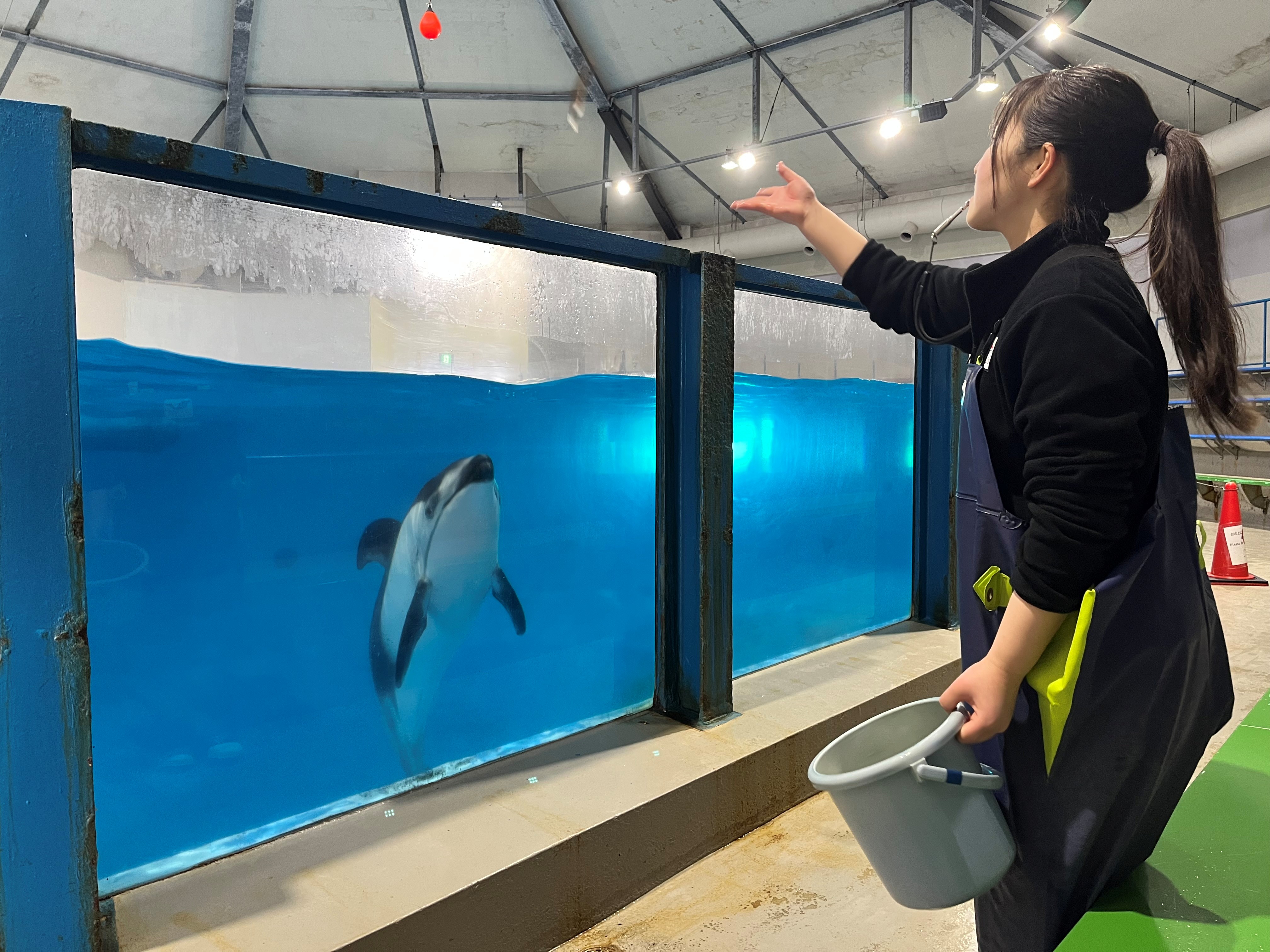 イルカに餌やり体験 - 【公式】登別マリンパークニクス｜北海道最大級