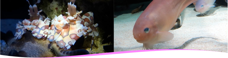 いのちをつなぐ